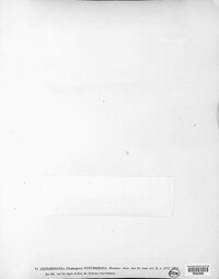 Stagonospora innumerosa image
